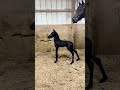 فرس عربي اصيل اكسبلور  الخيل خيل   اهميه حصان ترند ترند تيك توك