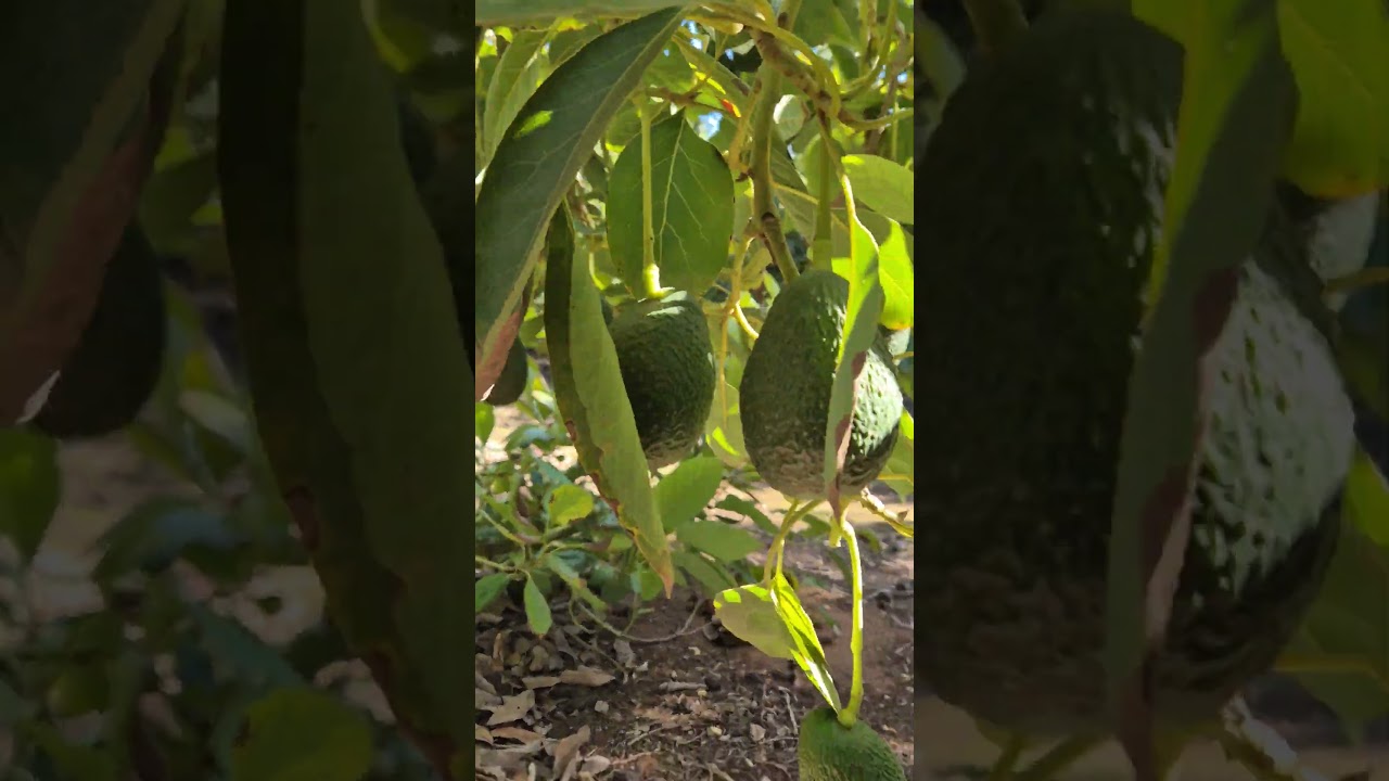 wow this amazing fruits of avocado so abundant of fruits  