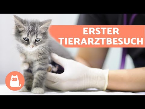Video: Fragen Sie einen Tierarzt nach Katzen