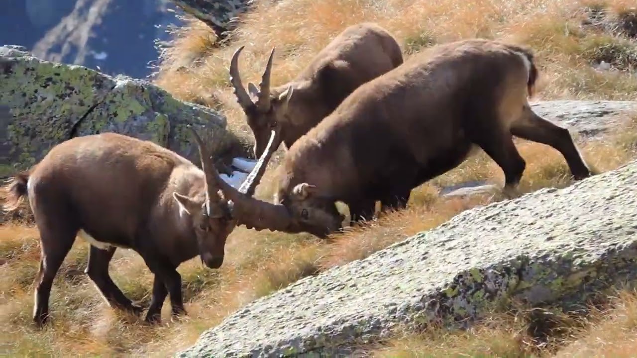 una Guida in cerca di stambecchi