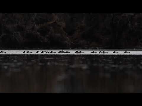 Waterfowl of DC on Anacostia River: Canvasbacks with Lesser Scaup 