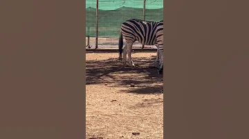 الحمار الوحشي 