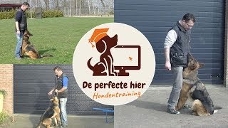 Online hondencursus  Hond de perfecte hier aanleren