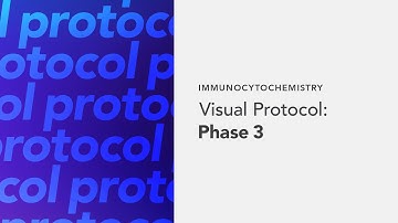 Immunocytochemistry Visual Protocol: Phase 3