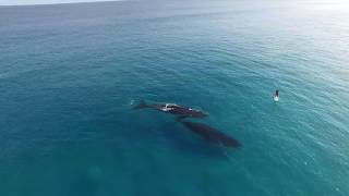 Stand-up paddle com baleias, na Austrália - vídeo de Jaimen Hudson