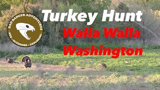 Turkey Hunt Walla Walla, Washington