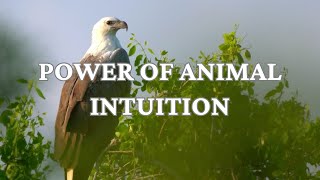 The Secret Language of Animals and Nature