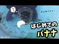 【クサガメ屋外飼育】餌？おやつ？バナナは食べるの吐き出すの？