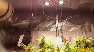 Intents Growing Marijuana Grow FLUSH TIME -  2000W AGLEX GROW LIGHT
