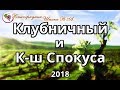 Клубничнй и к-ш Спокуса урожая 2018 года