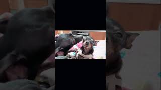 Perfect Video! Unbelievably Cute Miniature Pinscher