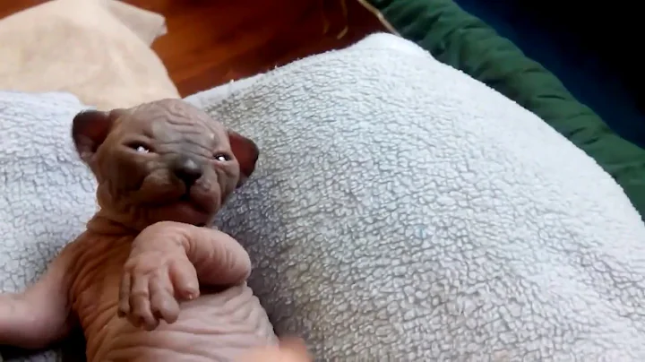 Video 1839131: canadian sphynx cattery, sphynx baby