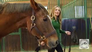 11 Horse Riding Basics with Rebecca - 01 How to put the halter:get from his stall