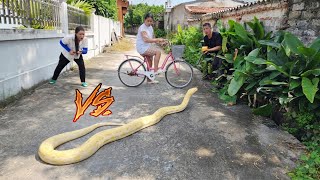 The girl and the experts track down a giant python.