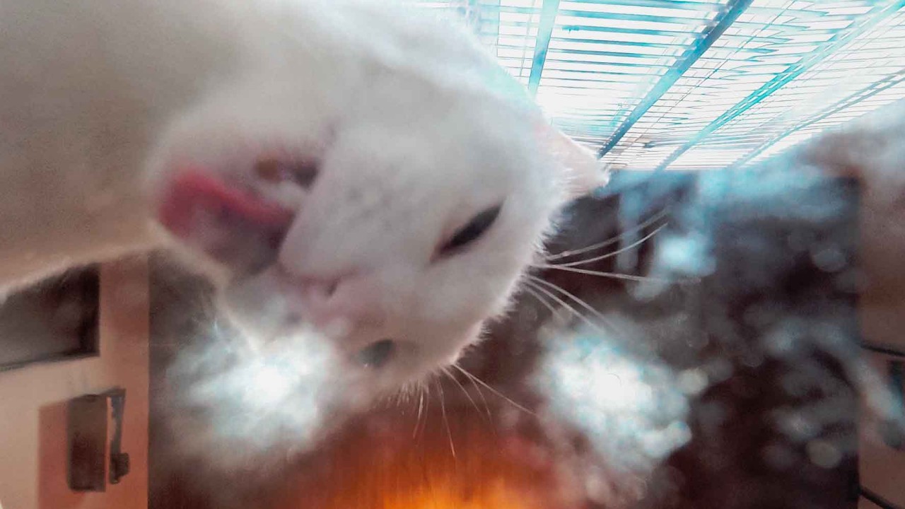 Two Cats Start, One Stays l Natural Cat ASMR (5 Minutes)