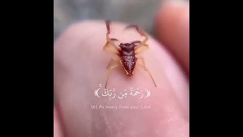 تلاوة لاتوصف تقشعر لها الأبدان للقاري عمر الدريويز