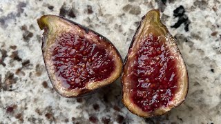 São Miguel Roxo aka Azores Dark fig tasting - is it the best Mt. Etna?
