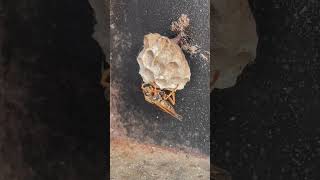 【驚愕】ミイラ化した蜂と蜂の巣がポストの中に　Bees and honeycombs were mummified inside the mailbox.#bee #しばいぬ