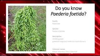 Standardized Paederia foetida (Pokok Sekentut) Extract: Potential Remedy For Type 2 Diabetes