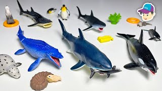 8 Amazing Sea Animals  Shark, Whale Shark, Orca, Megalodon, Mosasaurus Takara Tomy Ania