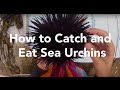How To Catch And Eat Sea Urchins 