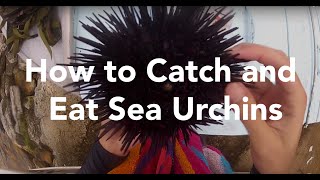 How to Catch and Eat Sea Urchins