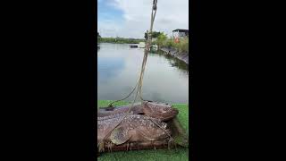🔥Live Fishing: Catching Big Fish Today! 🎣
