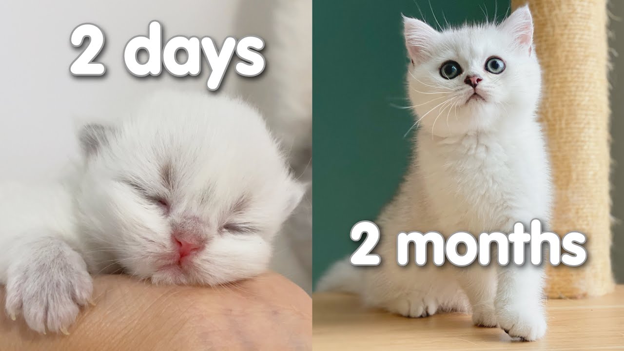 พัฒนาการลูกแมวแรกเกิดถึง2เดือน แต่ละช่วงสัปดาห์ลูกแมวเปลี่ยนแปลงอย่างไร ต้องดูแลแบบไหน