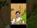 삼각매 꽃 안 피는 진짜 이유 🌸