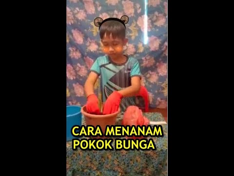 Video: Bagaimana Dan Kapan Pemangkasan Ceri Yang Betul Dilakukan: Pembentukan Mahkota, Kebersihan Dan Anti-penuaan Dengan Gambar Rajah Dan Video