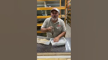 Tiniest Python Lays Big Clutch Of Eggs 🥚 #shorts #animals #reptile #cuteanimals #snake #python #zoo