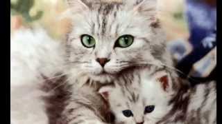 funny cat videos funny cat videos