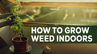 Growing Cannabis in Roots Organics Lush and Promix with Cropsalt Granular.