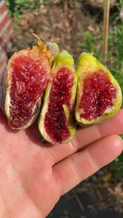 The Best Tasting Fig Variety - MUST GROW #fig #figtree #figboss #gardeningtips #fruittrees