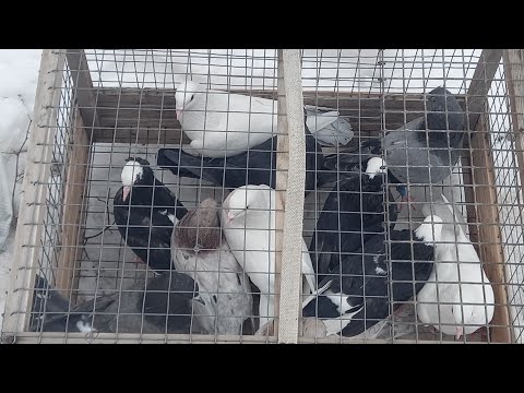 #Pigeons.Почему нельзя резать голубей.