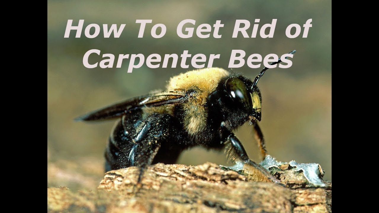 How to get rid of Carpenter bees Carpenter Bee Follow Up