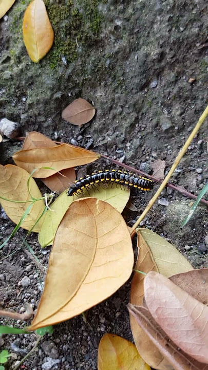 MILIPEDEEE BINTIK KUNIING BADANNYA KOTORRR !!!!! #millipede #kakiseribu #luwing