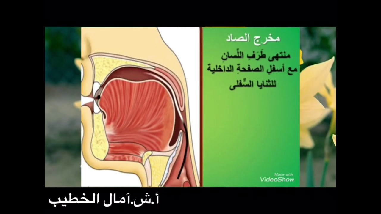 مخرج حروف الصفير