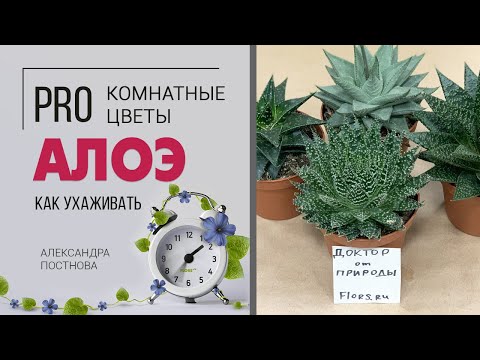 Видео: Алоеподобен телоперес - декоративно многогодишно растение