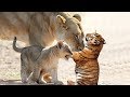 Tigers Fight To Death | Lion Became Hero After Take Care Of Baby Tiger