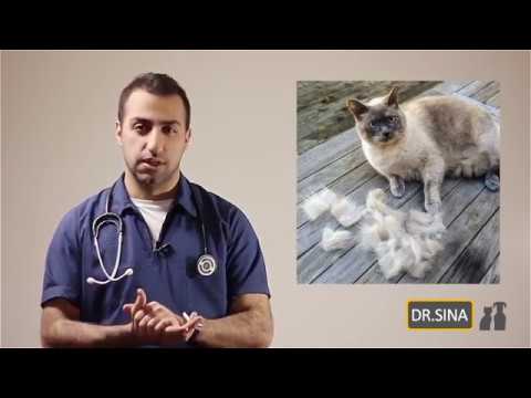 تصویری: چگونه می توان غذای گربه را برای بیماری ورم لثه انتخاب کرد