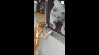 【近所付き合い♪】お隣のワンコに、朝の挨拶をする柴犬。張りきった「おはよー！」に元気をもらえる♡ #Shorts