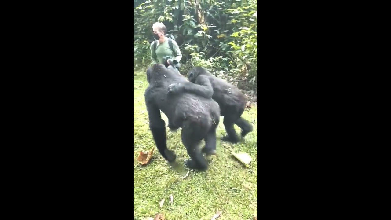 Pushed And Touched By A Gorilla In Uganda GoExplore Safaris