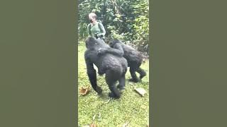 Download lagu Pushed and Touched By A Gorilla In Uganda - GoExplore Safaris