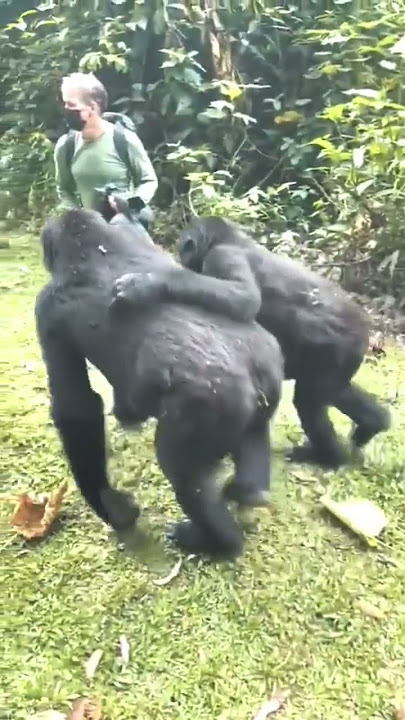 Pushed and Touched By A Gorilla In Uganda - GoExplore Safaris