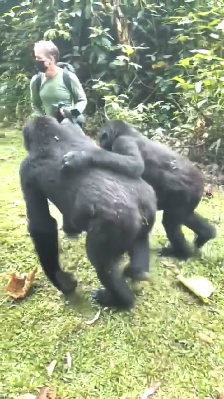 Gorillas Chest Beating! - Animal Nation