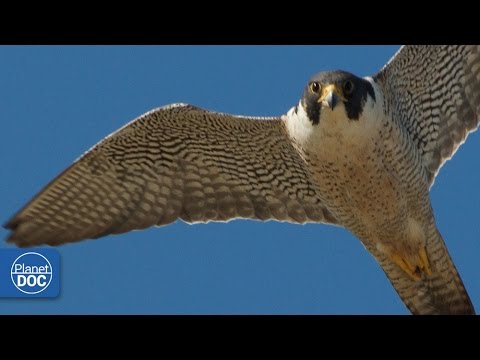 Falcon | Deadly Hunter