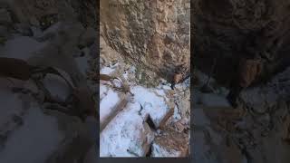 A Biologist Darts a Mountain Lion. It Nearly Attacks Him