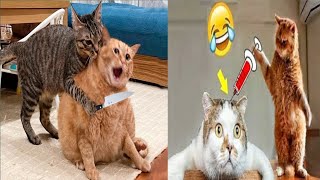 New Funniest Cat and Dog compilation | Try not to laugh | Funny Animal fails#funny#cute#cat#dog