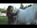Horse Massage with Megan Ayrault: Rib Work